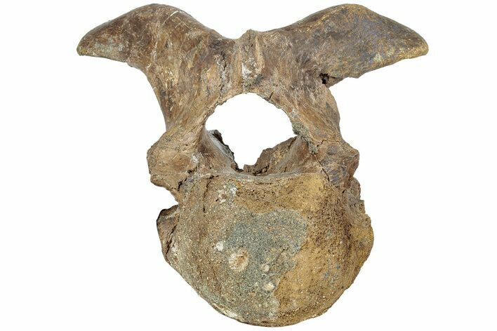 Hadrosaur (Lambeosaurus) Cervical Vertebra - Montana #234561